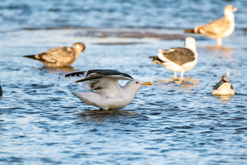 Southern California Seagulls roosting along the sandy shore of the beach and settling into the shallow water.