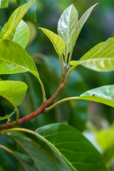 new growth on duke avocado tree, cold hardy avocado, red chlorophyll, chlorophyll a