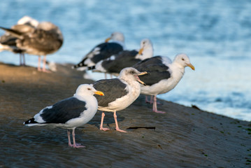 Fototapeta premium Southern California Seagulls roosting along the sandy shore of the beach as morning light illuminates the water with mouth wide open