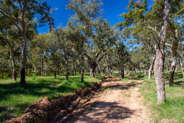Korkeichen am Fernwanderweg „Rota Vicentina“ (Historischer Weg, Fischerweg) im Süden von Portugal 