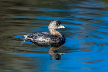 Southern California Seagulls Pied Billed Grebe swims across the smooth pond surface while searching for a morning meal to eat.