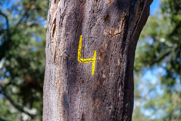 Korkeichen am Fernwanderweg „Rota Vicentina“ (Historischer Weg, Fischerweg) im Süden von Portugal 