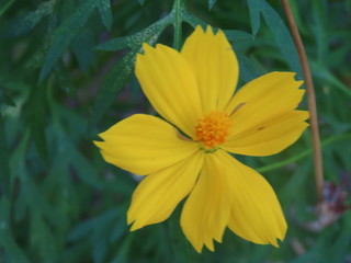 yellow flower in the garden