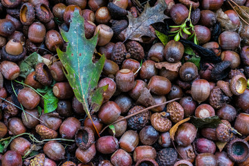 Many acorns on the ground, acorns on ground