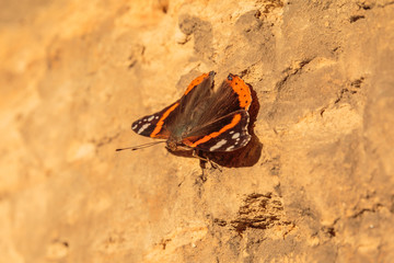 Fototapeta na wymiar color gorgeous butterfly on a brown house wall on a sunny day on the move. Insect with orange and brown wings as well as antennae and eyes in macro shot