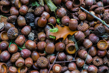 Many acorns on the ground, acorns on ground