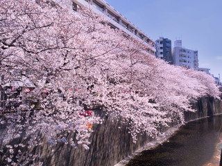 目黒川桜まつり　中目黒付近