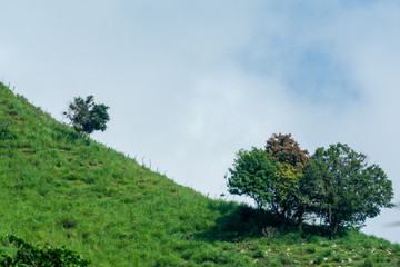 Obraz premium la sidra