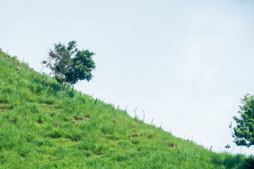 Obraz premium la sidra