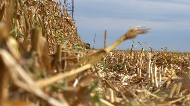 Combine Harvester Cuts Corn Stalks on a Farm