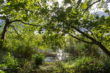 green trees peaceful nature wildlife mountain lake bourget coast france 
