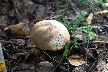 Mushroom boletus autumn forest close-up