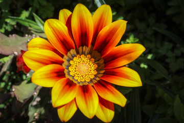 Bright yellow flower blooms in golden tones (Flower: Gazania rigens)