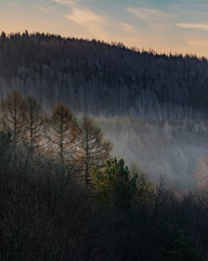 Fototapeta na wymiar foggy morning in the forest