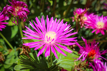 Obraz premium Early spring in the southern hemisphere: bright pink flowers blooming in the garden (Flower: Delosperma cooperi)