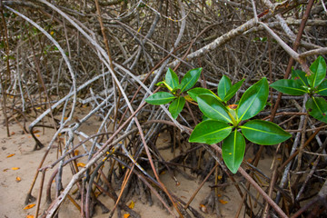 MANGLAR, Sendero El Estero, Isla Isabela, Islas Galápagos, Ecuador, South America, America, UNESCO...