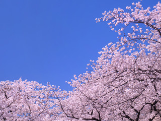 青空とサクラの花