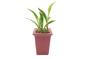 Snake Plant / Sansevieria a potted plant isolated on white background with clipping path. Houseplant in pots. Green natural decor for home, Air Purifying Plants to clean the air concept, Shallow DOF
