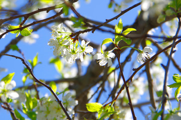 Spring, flowering fruit trees delicate white flowers.