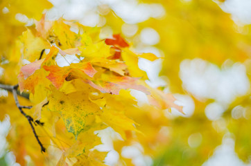 colorful leaves in beautiful autumn season in the park