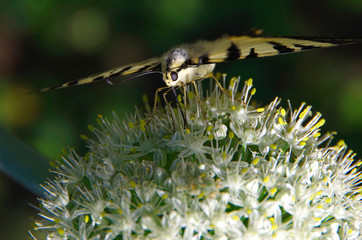 Butterfly on a white ball of small flowers.