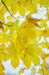 colorful leaves in beautiful autumn season in the park