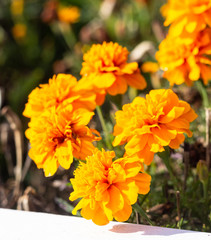 Close up of beautiful Marigold flower (Tagetes erecta, Mexican, Aztec or African marigold) in the garden. Marigold background or tagetes card.