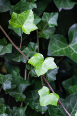 Green leaf texture. Texture of many fresh leaves in neo mint color. Leaf texture background.
