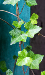 Green leaf texture. Texture of many fresh leaves in neo mint color. Leaf texture background.