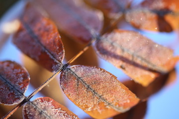 autumn leaves of rowan