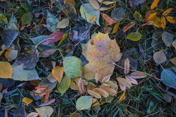 autumn leaves background