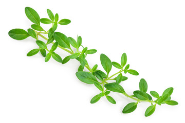 Fresh thyme spice isolated on white background