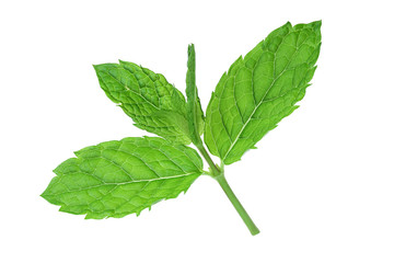 fresh mint leaves isolated on white background