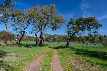 Landschaftan der „Rota Vicentina“ (Historischer Weg, Fischerweg) im Süden von Portugal 