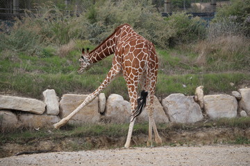 girafe dansant