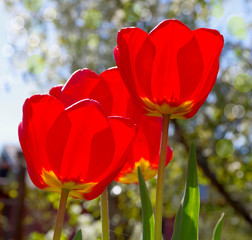 Obraz premium Blooming red tulips under the spring bright sun.