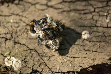 Molten piece of plastic on stump is macro