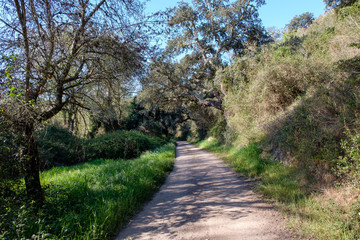 B&auml;ume, Pflanzen und Tiere am Fernwanderweg &bdquo;Rota Vicentina&ldquo; (Historischer Weg, Fischerweg) im S&uuml;den von Portugal 