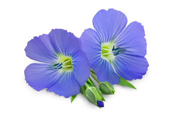 Flax blue flowers closeup isolated on white background.
