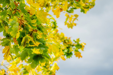 Fototapeta premium colorful leaves in beautiful autumn season in the park