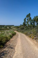 Fototapeta na wymiar Bäume, Pflanzen und Tiere am Fernwanderweg „Rota Vicentina“ (Historischer Weg, Fischerweg) im Süden von Portugal 