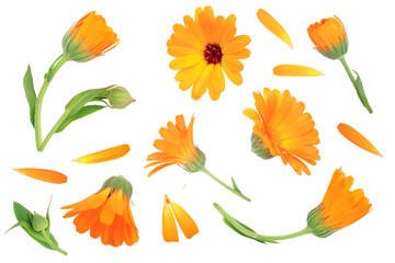 Calendula. Marigold flower isolated on white background. Top view. Flat lay pattern