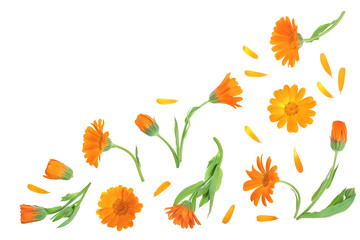 Calendula. Marigold flower isolated on white background with copy space for your text. Top view. Flat lay pattern - obrazy, fototapety, plakaty