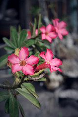 Beautiful pink Adenium flowers