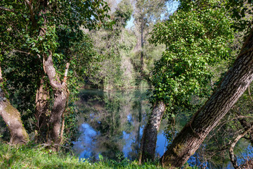 Bäume, Pflanzen und Tiere am Fernwanderweg „Rota Vicentina“ (Historischer Weg, Fischerweg) im Süden von Portugal 