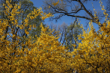 yellow spring leaves