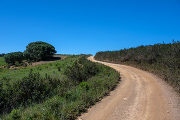 Bäume, Pflanzen und Tiere am Fernwanderweg „Rota Vicentina“ (Historischer Weg, Fischerweg) im Süden von Portugal 
