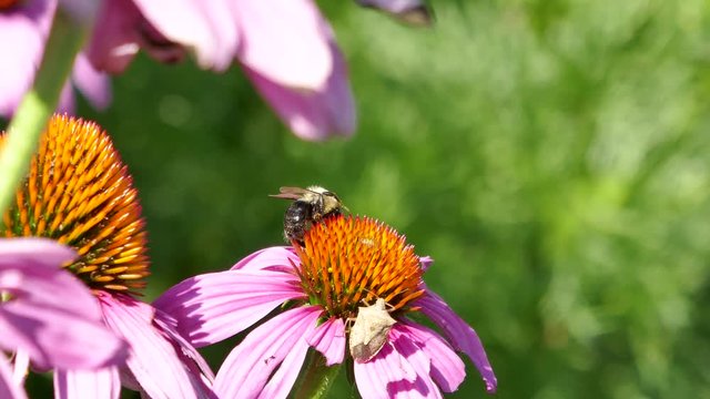 Bee and stinkbug on coneflower 4K