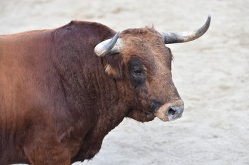 toro español con grandes cuernos