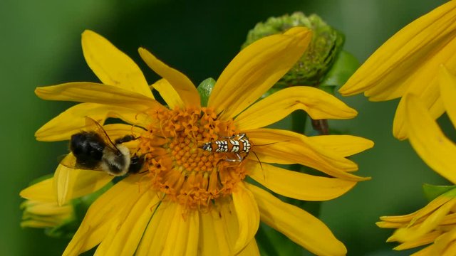 Bee and ailanthus webworm moth 4K
